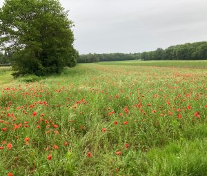 Klaprozen in het veld
